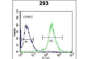 UCK2 Antibody (C-term) (ABIN391287 and ABIN2841329) flow cytometric analysis of 293 cells (right histogram) compared to a negative control cell (left histogram). (UCK2 antibody  (C-Term))