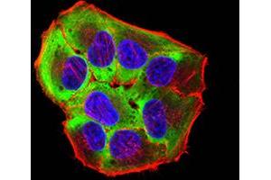 Immunofluorescence analysis of Hela cells using ROP1 mouse mAb (green). (ROP1 (AA 42-183) antibody)