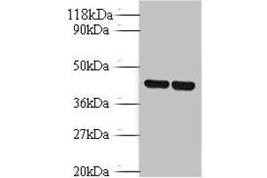 Western blot All lanes: Vasopressin V1b receptor antibody at 2 μg/mL Lane 1: EC109 whole cell lysate Lane 2: 293T whole cell lysate Secondary Goat polyclonal to rabbit IgG at 1/10000 dilution Predicted band size: 47 kDa Observed band size: 47 kDa