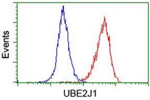 Image no. 10 for anti-Ubiquitin-Conjugating Enzyme E2, J1, U (UBE2J1) antibody (ABIN1501637)