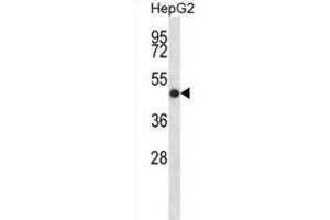 Western Blotting (WB) image for anti-Indian Hedgehog (IHH) antibody (ABIN2998360) (Indian Hedgehog antibody)