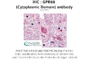 Image no. 1 for anti-G Protein-Coupled Receptor 88 (GPR88) (1st Cytoplasmic Domain) antibody (ABIN1735188) (GPR88 antibody  (1st Cytoplasmic Domain))