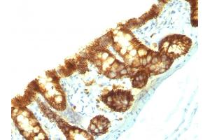 Formalin-fixed, paraffin-embedded Rat Colon stained with Ep-CAM Monoclonal Antibody (Epcam/1159). (EpCAM antibody)