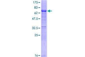 SERPINB10 Protein (AA 1-397) (GST tag)