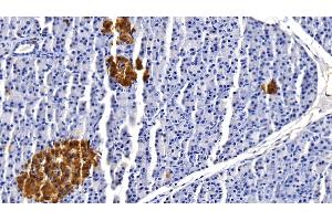 Detection of CLU in Porcine Pancreas Tissue using Monoclonal Antibody to Clusterin (CLU) (Clusterin antibody  (AA 229-446))