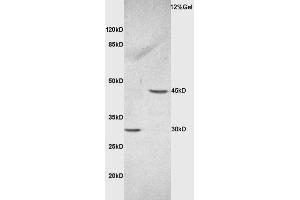 L1 rat kidney lysate L2 rat brain lysates probed with Rabbit Anti-Ceramide synthase 2 Polyclonal Antibody, Unconjugated  at 1:3000 for 90 min at 37˚C.