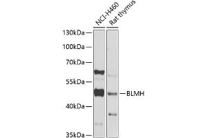 Western blot analysis of extracts of various cell lines, using BLMH Antibody (ABIN6127522, ABIN6137574, ABIN6137575 and ABIN6222197) at 1:1000 dilution. (BLMH antibody  (AA 1-300))