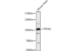 Western blot analysis of extracts of Mouse heart, using TPCN2 antibody (ABIN7271111) at 1:1000 dilution. (TPCN2 antibody  (AA 11-85))