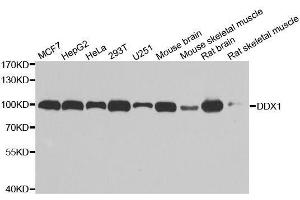 Western blot analysis of extracts of various cell lines, using DDX1 antibody. (DDX1 antibody  (AA 441-740))