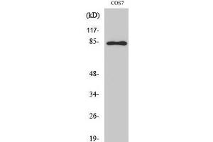 Western Blot analysis of COS-7 cells with Phospho-Stat1 (Tyr701) Polyclonal Antibody at dilution of 1:1000 (STAT1 antibody  (pTyr701))