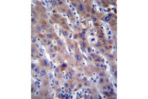 FADS2 Antibody immunohistochemistry analysis in formalin fixed and paraffin embedded human liver tissue followed by peroxidase conjugation of the secondary antibody and DAB staining. (FADS2 antibody  (N-Term))