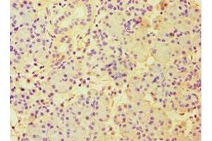 Immunohistochemistry of paraffin-embedded human pancreatic tissue using ABIN7151000 at dilution of 1:100