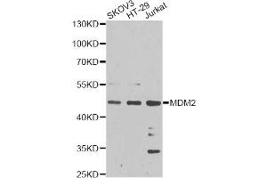 Western blot analysis of extracts of various cell lines, using MDM2 antibody (ABIN5970136) at 1/1000 dilution. (MDM2 antibody)
