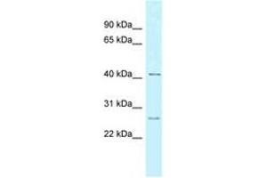 Image no. 1 for anti-Cyclin K (CCNK) (AA 133-182) antibody (ABIN6747832) (Cyclin K antibody  (AA 133-182))