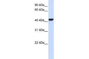 WB Suggested Anti-CTH Antibody Titration:  0. (CTH antibody  (N-Term))