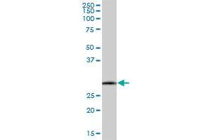 SCYL1BP1 MaxPab polyclonal antibody. (GORAB antibody  (AA 1-246))