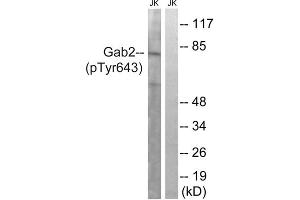 Western blot analysis of extracts from Jurkat cells, treated with IFN (2500U/ML, 30mins), using Gab2 (Phospho-Tyr643) antibody. (GAB2 antibody  (pTyr643))