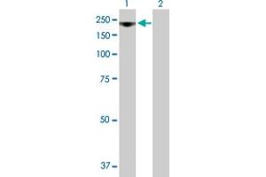 Western Blot analysis of RRP12 expression in transfected 293T cell line by RRP12 MaxPab polyclonal antibody. (RRP12 antibody  (AA 1-1297))