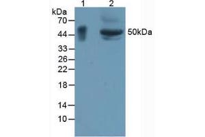 Figure. (GPA33 antibody  (AA 22-235))