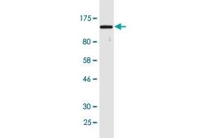 Western Blot detection against Immunogen (144. (UBA1 antibody  (AA 1-1058))