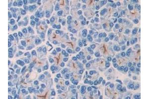Detection of CD55 in Rat Pancreas Tissue using Polyclonal Antibody to Cluster Of Differentiation 55 (CD55) (CD55 antibody  (AA 254-372))