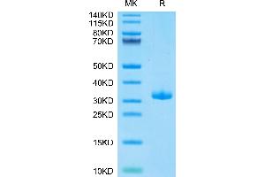 Biotinylated Human BTN3A1 on Tris-Bis PAGE under reduced condition. (BTN3A1 Protein (AA 30-254) (His-Avi Tag,Biotin))