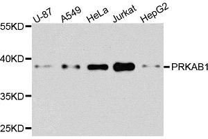 Western blot analysis of extracts of various cell lines, using PRKAB1 antibody (ABIN6291757) at 1:1000 dilution.