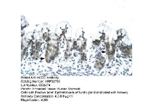 Human Stomach (ADIPOQ antibody  (N-Term))