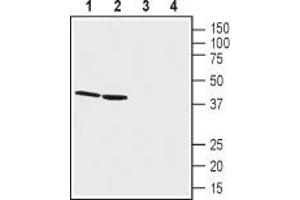Western blot analysis of rat kidney lysates (lanes 1 and 3) and mouse kidney membranes (lanes 2 and 4): - 1,2. (GPR68 antibody  (2nd Extracellular Loop))