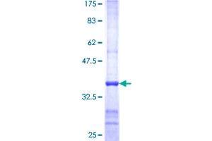 PNMA1 Protein (AA 62-160) (GST tag)