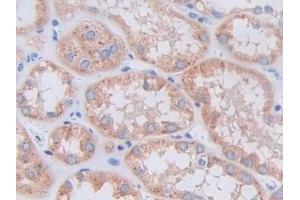 Immunohistochemistry (IHC) image for anti-Cathepsin L2 (CTSL2) (AA 64-334) antibody (ABIN7435274)