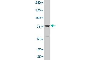 PCDHGB1 polyclonal antibody (A01), Lot # 051129JCO1 Western Blot analysis of PCDHGB1 expression in NIH/3T3 . (PCDHGB1 antibody  (AA 288-387))