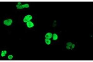Anti-PPARA mouse monoclonal antibody (ABIN2455014) immunofluorescent staining of COS7 cells transiently transfected by pCMV6-ENTRY PPARA (RC216176). (PPARA antibody  (AA 145-420))