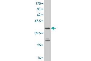 Western Blot detection against Immunogen (37. (PBK antibody  (AA 122-229))