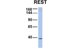 Host:  Rabbit  Target Name:  REST  Sample Type:  MCF7  Antibody Dilution:  1.