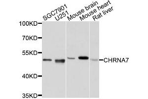 Western blot analysis of extracts of various cells, using CHRNA7 antibody. (CHRNA7 antibody)