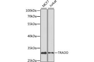 Western blot analysis of extracts of various cell lines, using TRADD antibody (ABIN3021541, ABIN3021542, ABIN3021543 and ABIN6215219) at 1:1000 dilution. (TRADD antibody)