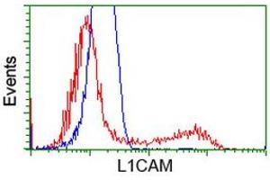 Image no. 1 for anti-L1 Cell Adhesion Molecule (L1CAM) antibody (ABIN1499089) (L1CAM antibody)