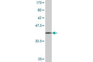 Western Blot detection against Immunogen (36.