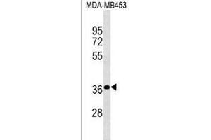 PSG4 Antibody (N-term) (ABIN1539582 and ABIN2850413) western blot analysis in MDA-M cell line lysates (35 μg/lane).