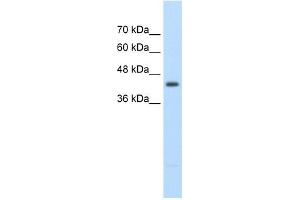 UPB1 antibody used at 2.