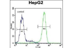 Antibody (C-term) (ABIN654184 and ABIN2844036) flow cytometric analysis of HepG2 cells (right histogram) compared to a negative control cell (left histogram). (KIAA0090 antibody  (C-Term))
