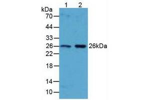 Figure. (BCL2L1 antibody  (AA 2-212))