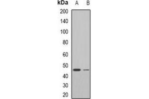 Western blot analysis of Neu1 expression in mouse liver (A), rat liver (B) whole cell lysates.
