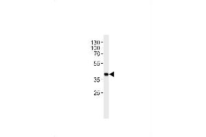 Mouse Sh2d5 Antibody (Center) (ABIN1881517 and ABIN2843619) western blot analysis in mouse heart tissue lysates (35 μg/lane). (SH2D5 antibody  (AA 200-230))