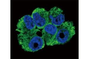 Immunofluorescence (IF) image for anti-CD40 Ligand (CD40LG) (AA 33-62) antibody (ABIN3028551)