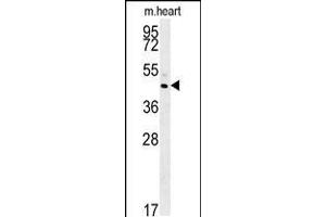 Western blot analysis in mouse heart tissue lysates (35ug/lane). (TAM41 antibody  (AA 180-208))