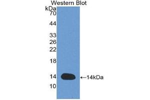 Western Blotting (WB) image for anti-GDNF Family Receptor alpha 1 (GFRA1) antibody (Biotin) (ABIN1171682)
