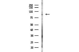 anti-Exonuclease NEF-Sp (LOC81691) antibody