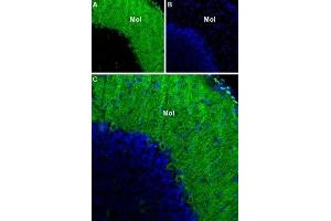 Expression of CACNA1G in rat cerebellum - Immunohistochemical staining of rat cerebellum using Anti-CACNA1G (CaV3.